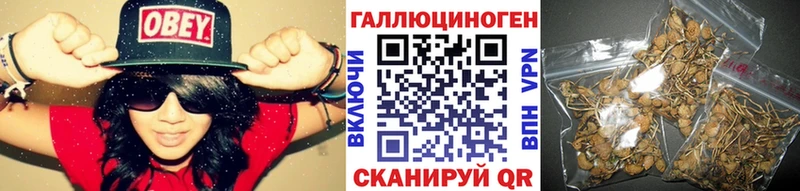 Псилоцибиновые грибы Psilocybe  Купить закладки  Городец 